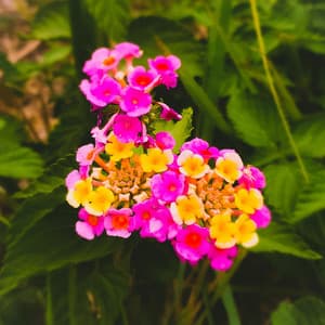 hanging garden - Byelti