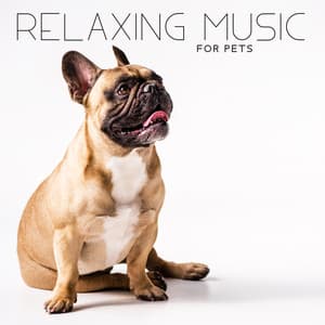 Relaxing Music for Pets - Take Care about the Cat, Dog, Hamster, Guinea Pig and Mouse - Pet Love Academy