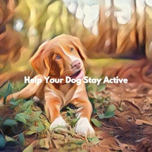 Help Your Dog Stay Active - Jazzy Studying Music