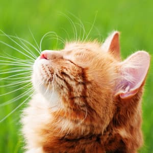 Cat's Nature Serenade: Serene Binaural Sounds for Contented Purring - Music for Relaxing Cats