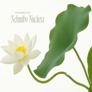Calmness of Nelumbo Nucifera - Robin Gardner
