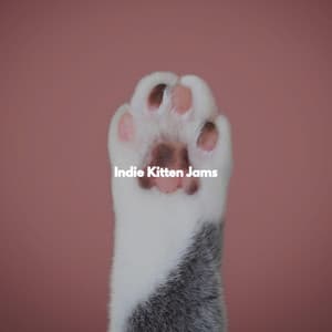Indie Kitten Jams - New York Jazz Quartet