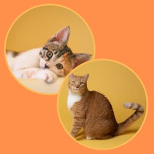 Feelings for Sitting Back Cats - Soothing Cat Music