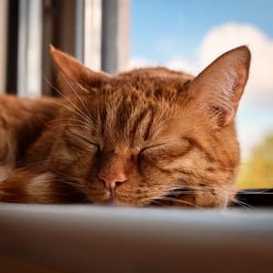 Piano Music For Feline Tranquility - Bertie Lambert
