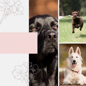 Understated Smooth Jazz - Bgm for Lonely Dog - Relaxing Dog Music Playlists