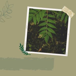 Backdrop for Daily Walks - Marvellous Latin Music - Vintage Cafe Vintage