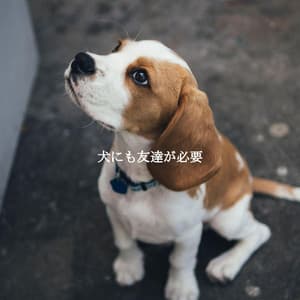 犬にも友達が必要 - Jazz Chill Out Lounge