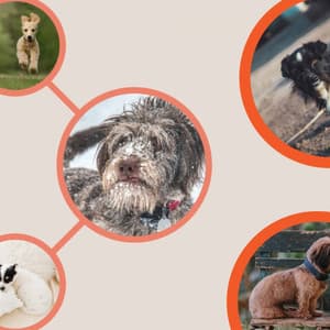 Dogs on Couch - Dog Jazz Sounds