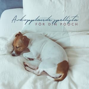 Avkopplande spellista för din pooch - Hundmusik oas