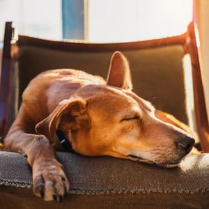 Música Relajante Para Perros: Melodías Suaves - Jardín Musical