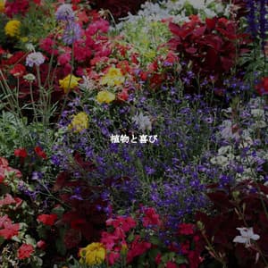 植物と喜び - Chill Jazz Playlist