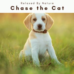 2022Chase the Cat - Dogs Music Therapy