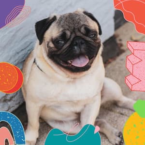 Music for Calm Hounds - Dogs at Home