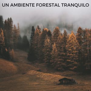 Un Ambiente Forestal Tranquilo - Ruidos de la Selva