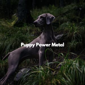 Puppy Power Metal - Easy Sunday Morning Music