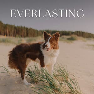 Everlasting - Pets Music