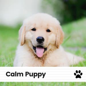 Calm Puppy - Music for Calming Dogs