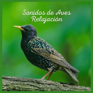Sonidos de Aves: Relajación - Sonidos De Aves