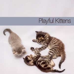 Playful Kittens - Cat Sleeping Music Project