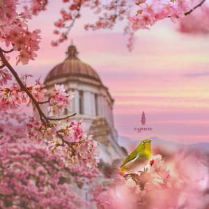 Collection Of Soothing Lullabies Of For Good Sleep Of The Spring Night 1 - Anastasia Lee