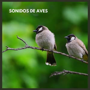 Sonidos de Aves - Sonidos De Aves
