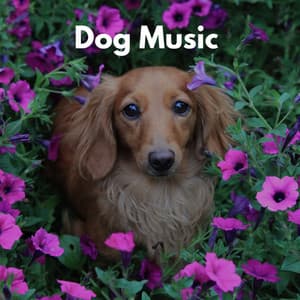 Dog Music - 2023 - Reading Background Music Playlist