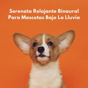 Serenata Relajante Binaural Para Mascotas Bajo La Lluvia - Estados de ánimo binaurales