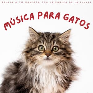 Música Para Gatos: Relaja A Tu Mascota Con La Pureza De La Lluvia - Lluvia del Pacifico