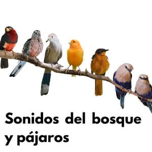 Sonidos del bosque y pájaros - Canciones de cuna para bebés