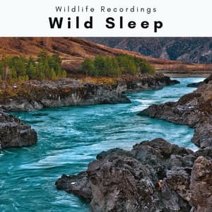 A Wild Sleep - Wildlife Recordings
