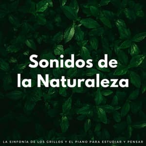 Sonidos De La Naturaleza: La Sinfonía De Los Grillos Y El Piano Para Estudiar Y Pensar - La naturaleza