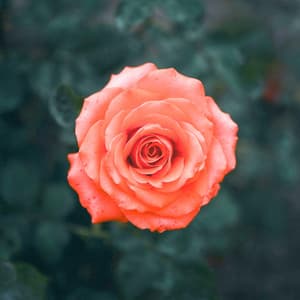 1 Ambient Wonder - between waves