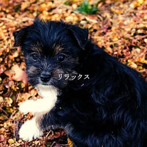 リラックス - Smooth Morning Jazz