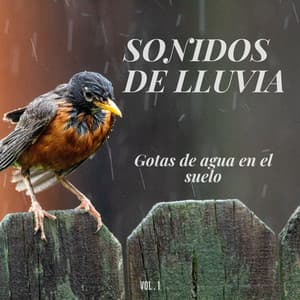 Sonidos de lluvia: Gotas de agua en el suelo Vol.1 - Canal de la Naturaleza sin Interrupción