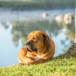 Melodic River Pawprints: Ambient Theta Waves for Calm Dogs - Water Way
