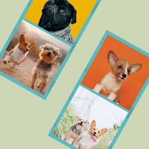 Piano Jazz - Background for Doggies Resting - Dog Music Waves