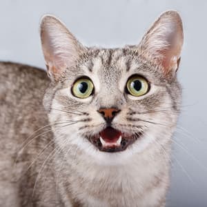 Meows and Melodies: Jazz Piano Music for Cats - Cat Music