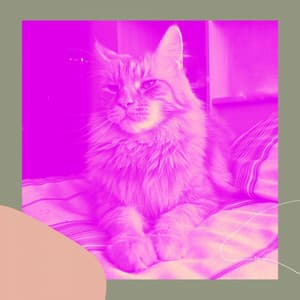 Feelings for Cats Jukebox - Cat Sleeping Music Project