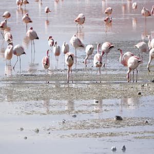 Dreaming - Aurora Beach