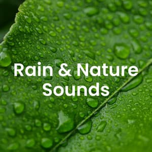 Healing Nature: Calming Sounds of Birds & Tranquil Environments - Healing Power Natural Sounds Oasis