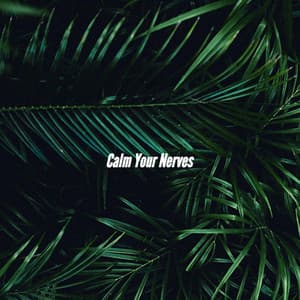 Calm Your Nerves - Java Jazz Cafe