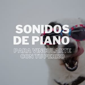Sonidos De Piano Para Vincularte Con Tu Perro - Música de piano para conciliar el sueño más rápido