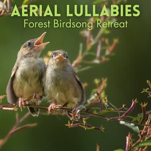Aerial Lullabies: Forest Birdsong Retreat - Call Of Nature