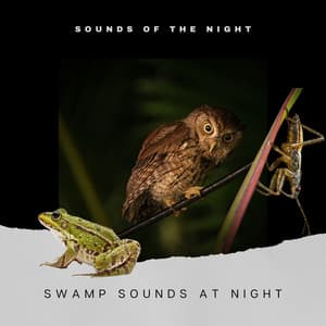 Swamp Sounds at Night - Frogs, Crickets, Light Rain, Forest Nature Sounds and Wild Jungle - Cricket Sounds