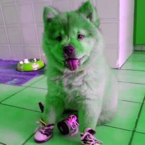 Feelings for Relaxing Doggy Anthems - Dog Music