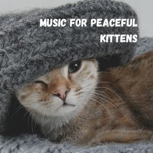 Music for Peaceful Kittens - Cats Music Zone