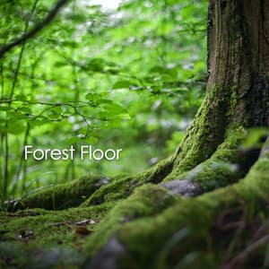 Forest Floor - Sounds for Life