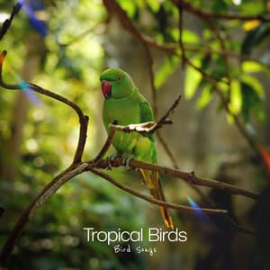 Tropical Birds - Bird Songs