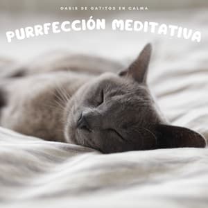 Oasis De Gatitos En Calma: Purrfección Meditativa - Tranquilidad Eterna