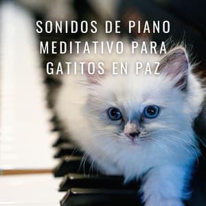 Gatos Zen: Sonidos De Piano Meditativo Para Gatitos En Paz - Conjunto de música relajante de piano jazz